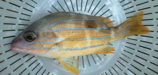 ロクセンフエダイ