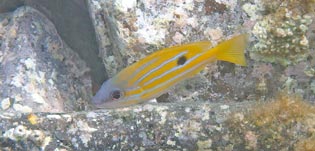 ロクセンフエダイ