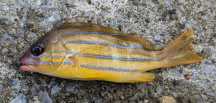 ロクセンフエダイ