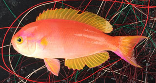 シキシマハナダイ