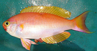 シキシマハナダイ