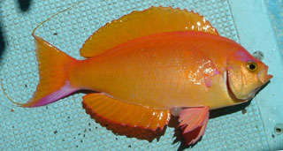 シキシマハナダイ