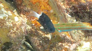 シコクスズメダイ