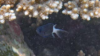 シコクスズメダイ