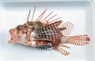 シマヒメヤマノカミ