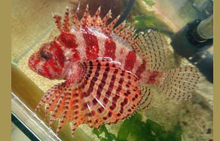 シマヒメヤマノカミ