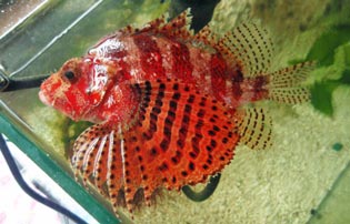 シマヒメヤマノカミ