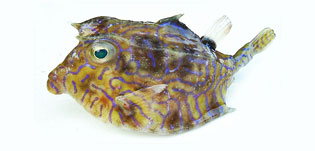 シマウミスズメ