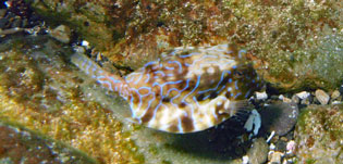 シマウミスズメ