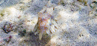 シマウミスズメ