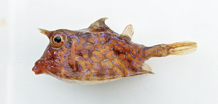 シマウミスズメ