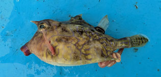 シマウミスズメ