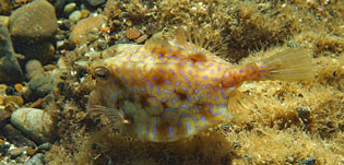 シマウミスズメ