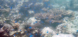 ソラスズメダイ