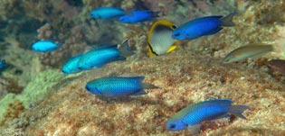 ソラスズメダイ