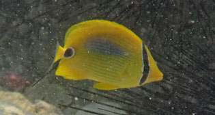 スミツキトノサマダイ