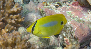 スミツキトノサマダイ