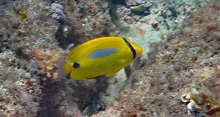 スミツキトノサマダイ