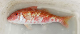 タカサゴヒメジ