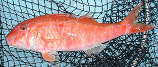 タカサゴヒメジ