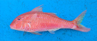 タカサゴヒメジ