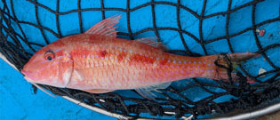 タカサゴヒメジ