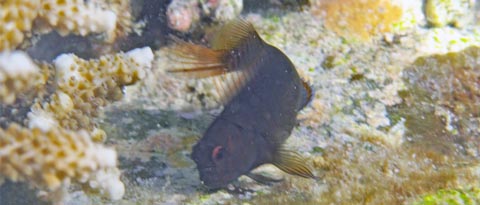 タテガミカエルウオ