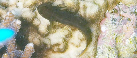 タテガミカエルウオ