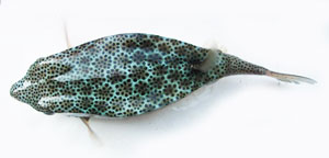 テングハコフグ