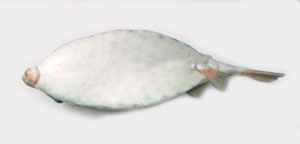 テングハコフグ