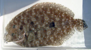 トゲダルマガレイ