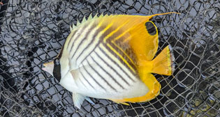 トゲチョウチョウウオ