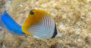 トゲチョウチョウウオ