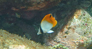 トゲチョウチョウウオ