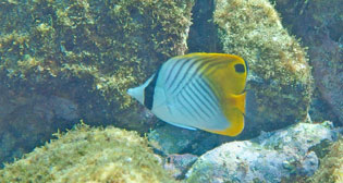 トゲチョウチョウウオ