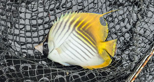 トゲチョウチョウウオ