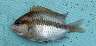 トウカイスズメダイ