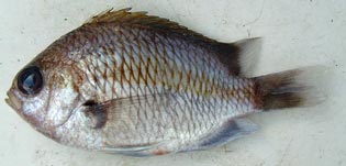 トウカイスズメダイ