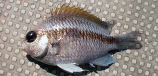 トウカイスズメダイ