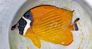 ツキチョウチョウウオ