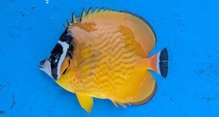 ツキチョウチョウウオ