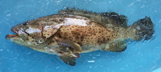 チャイロマルハタ