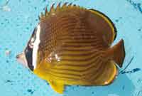 チョウチョウウオ