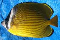 チョウチョウウオ