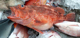 ウッカリカサゴ