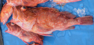 ウッカリカサゴ