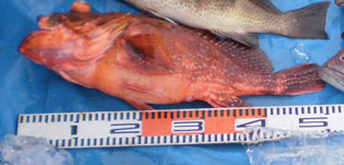 ウッカリカサゴ