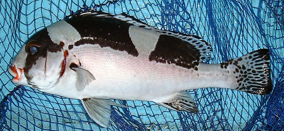 アジアコショウダイ未成魚