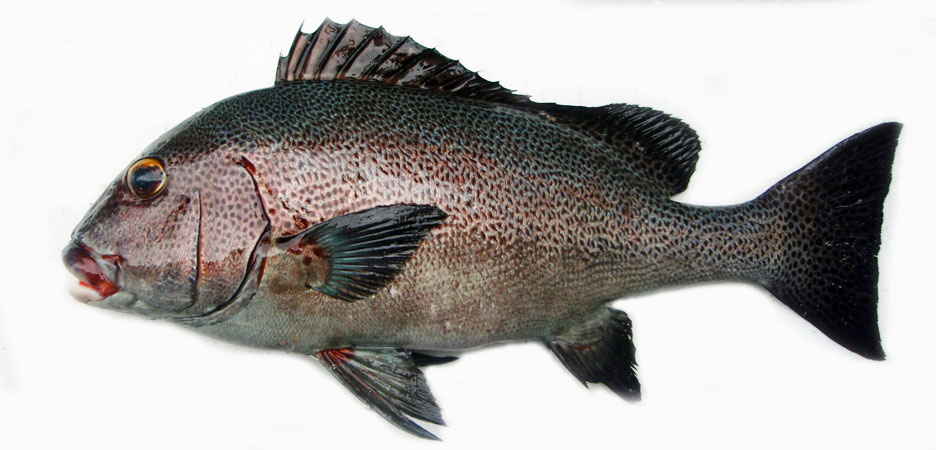 アジアコショウダイ