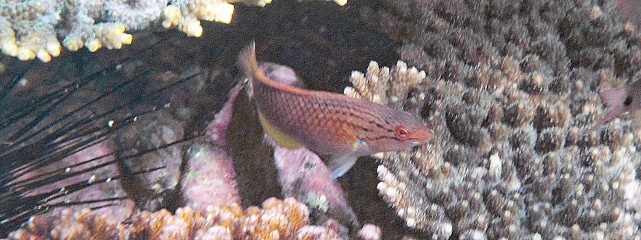 アカササノハベラ